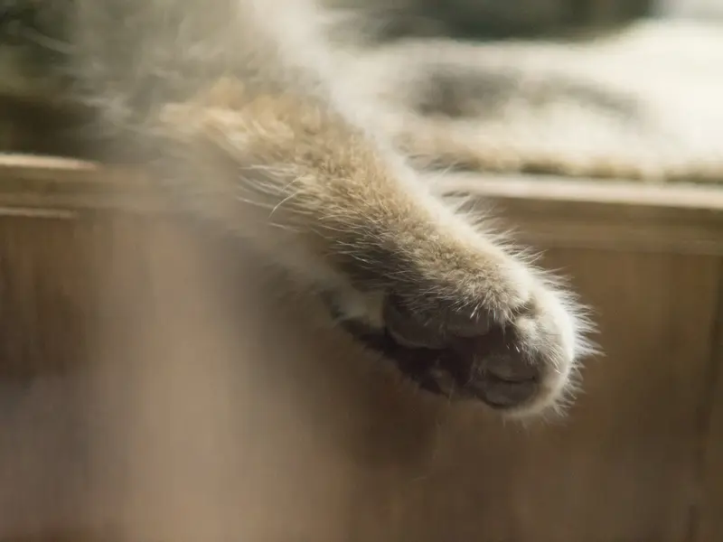 恩賜上野動物園のクリョンの写真
