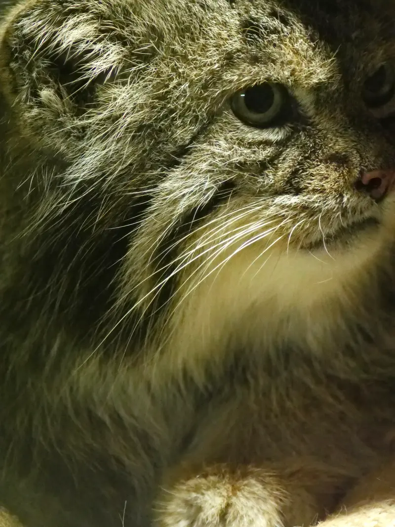 恩賜上野動物園のクリョンの写真