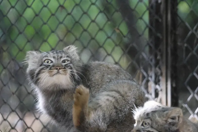 ノヴォシビルスク動物園のマヌルネコの写真