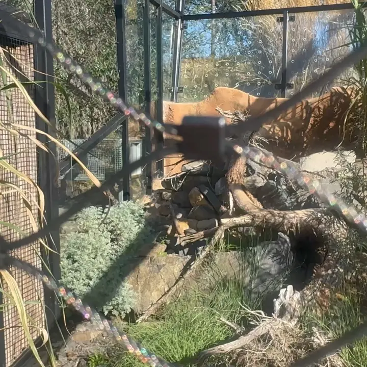 プラハ動物園のマヌルネコの写真
