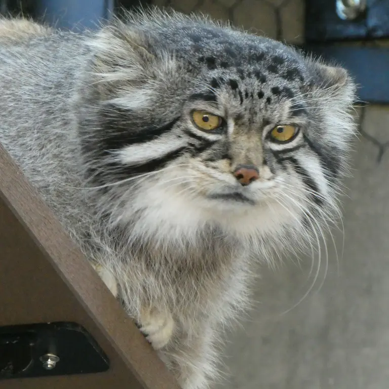 旭山動物園のグルーシャの写真