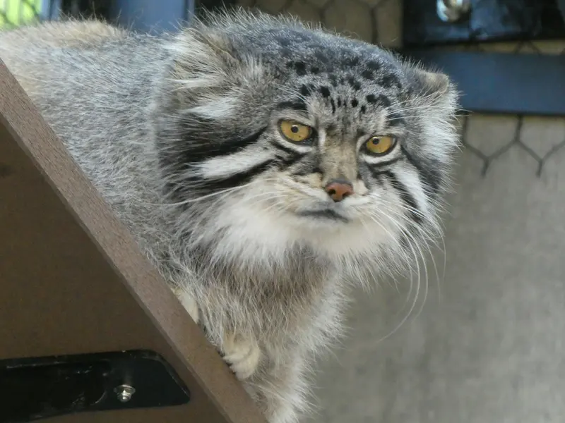 旭山動物園のグルーシャの写真