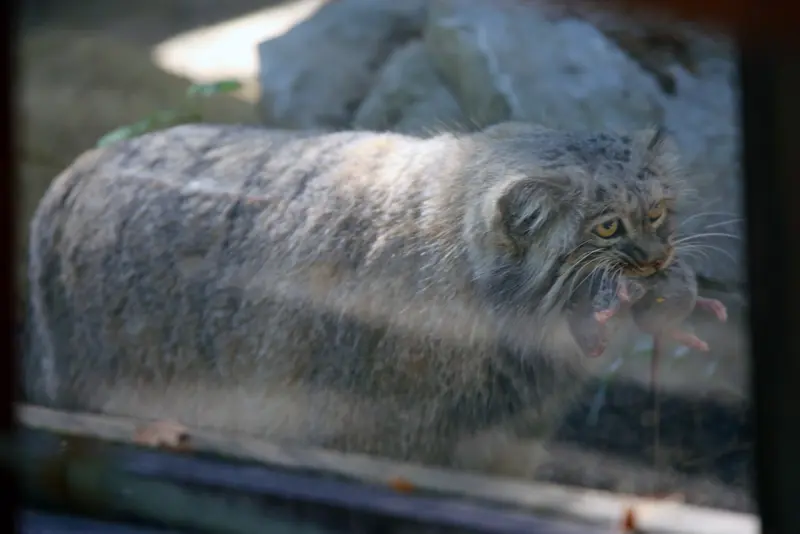 コシツェ動物園のアイセンの写真