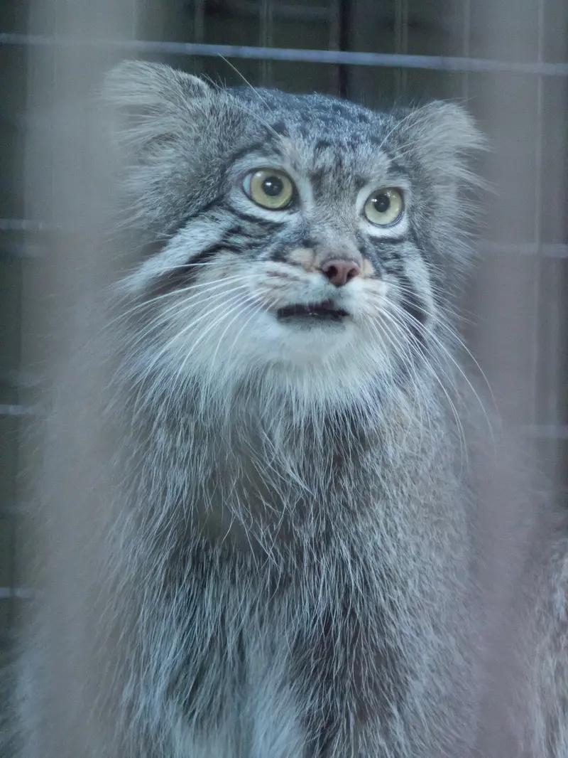野毛山動物園のフィーガの写真