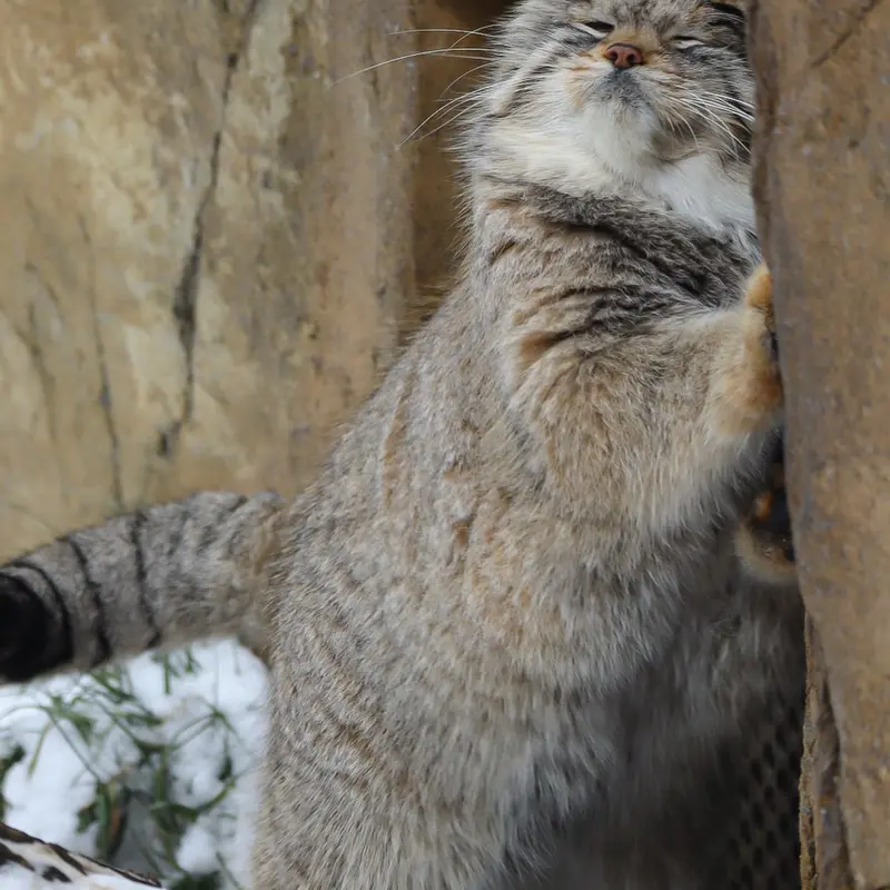 那須どうぶつ王国のレフの写真