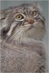 レフの写真