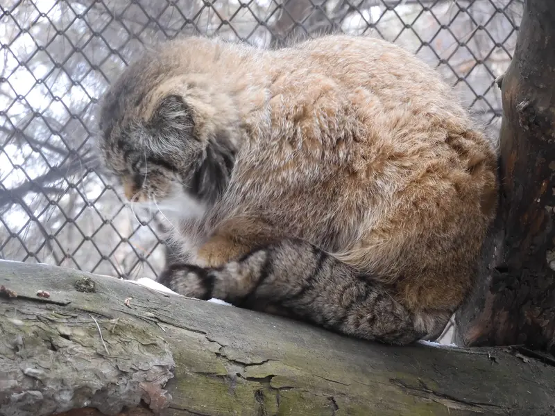 ノヴォシビルスク動物園のジョージの写真