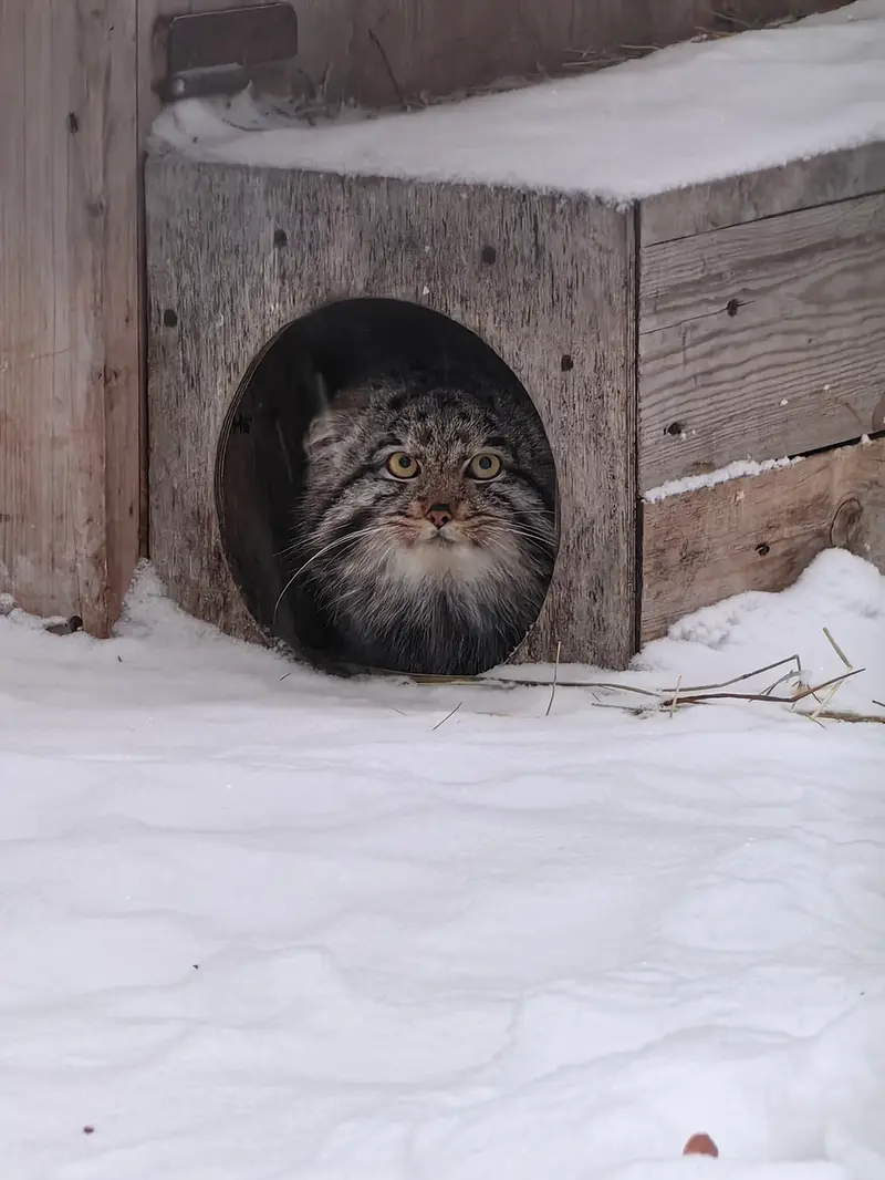 ノヴォシビルスク動物園のグレイの写真