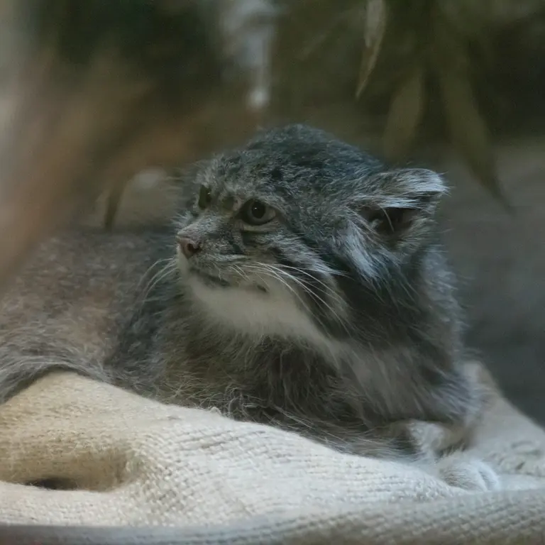 恩賜上野動物園のクリョンの写真