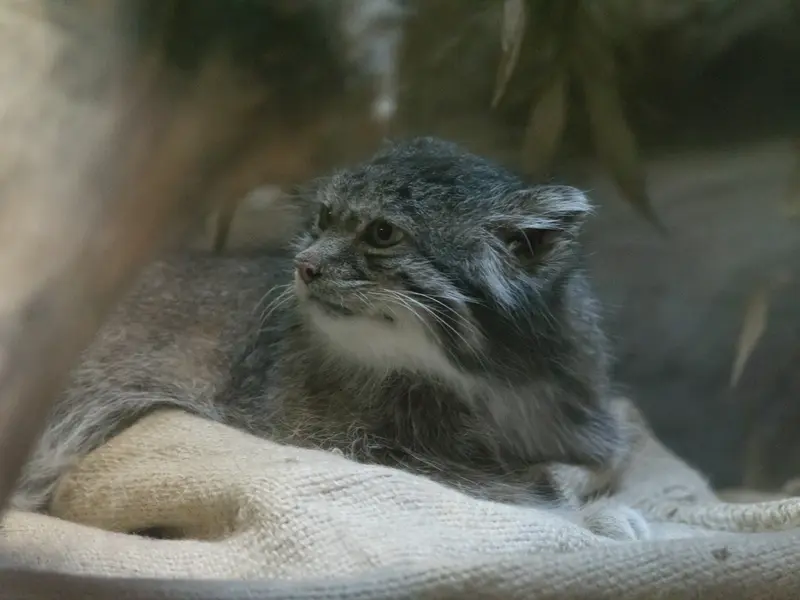 恩賜上野動物園のクリョンの写真