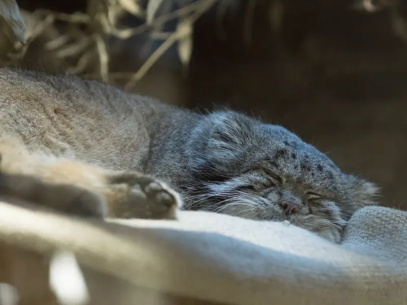 恩賜上野動物園のクリョンの写真