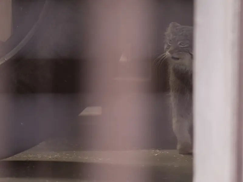 野毛山動物園のフィーガの写真