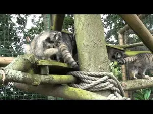 ビッグ・キャット・サンクチュアリのシヴァ、トゥーラとアドゥヴァの動画