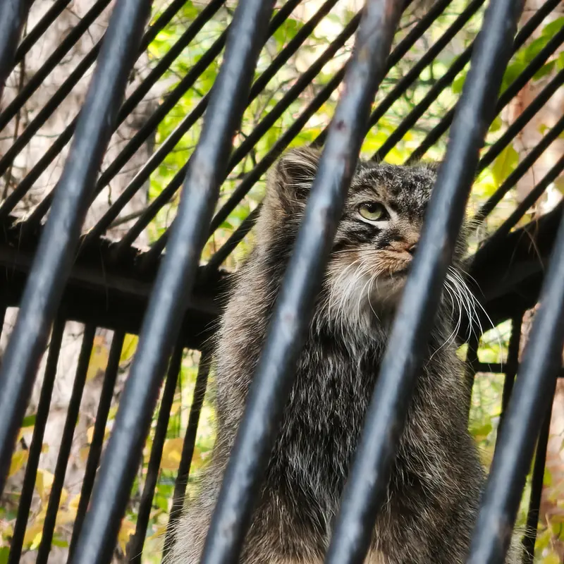 ノヴォシビルスク動物園のレオンの写真