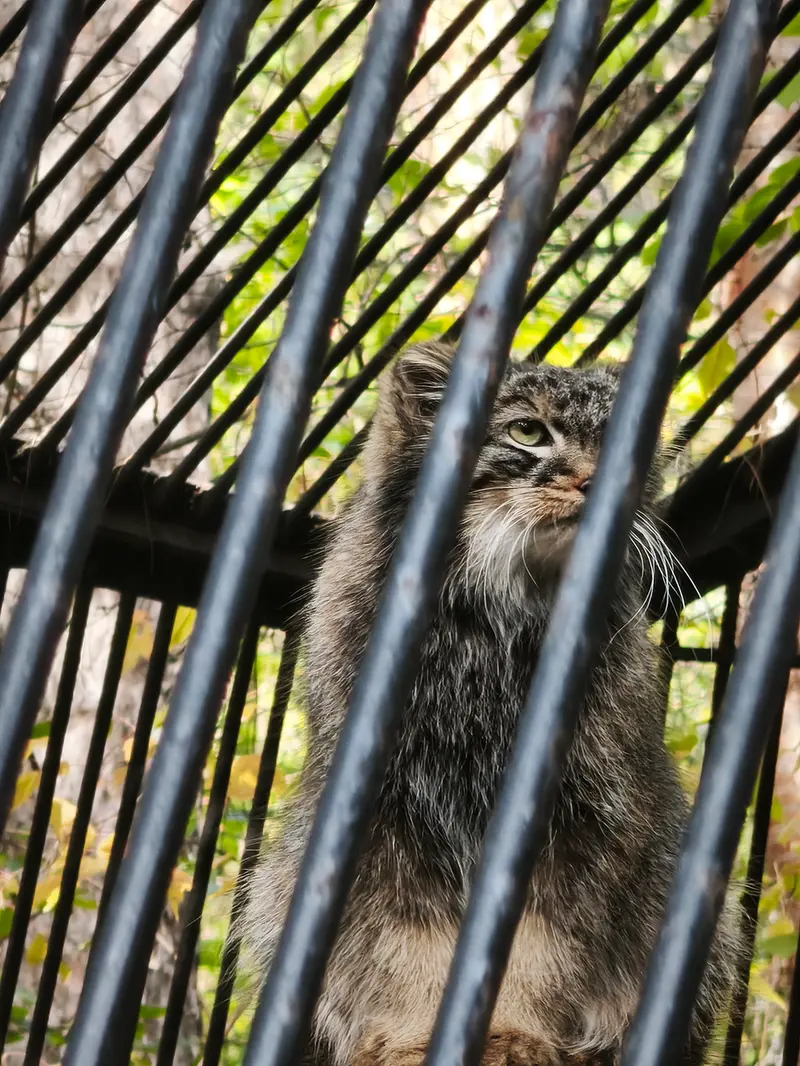 ノヴォシビルスク動物園のレオンの写真