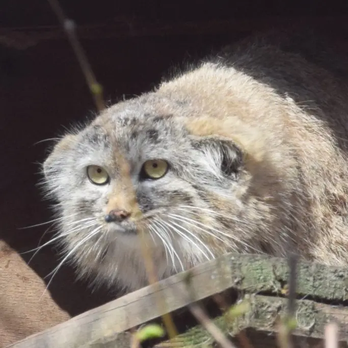 ブダペスト動物園＆植物園のルーシーの写真