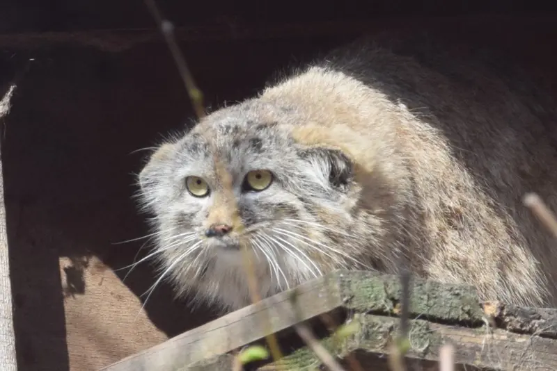 ブダペスト動物園＆植物園のルーシーの写真