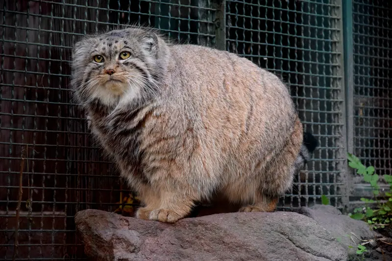 ブダペスト動物園・植物園のボフスの写真