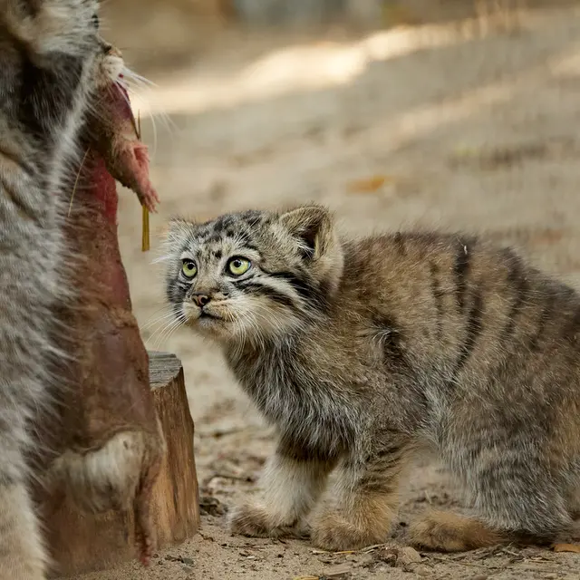 ノヴォシビルスク動物園のイヴとボリスの写真