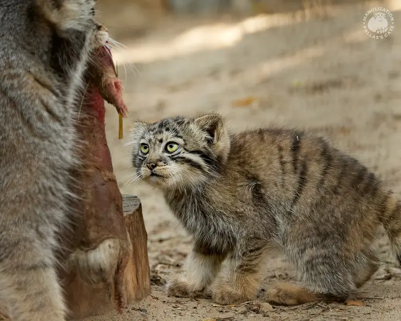 ノヴォシビルスク動物園のイヴとボリスの写真