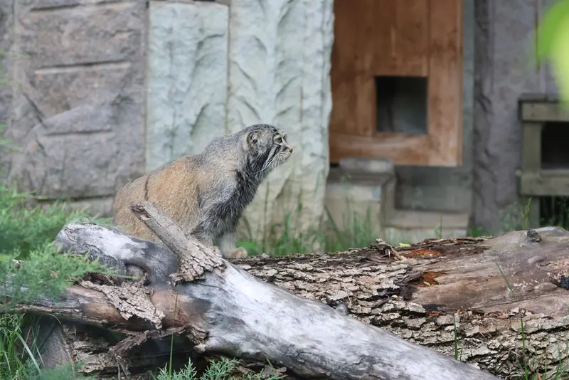 モスクワ動物園のティモフェイの写真