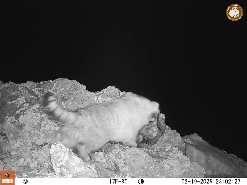 ベッショキー1カメラトラップで撮影したOtocolobus manul manulの写真