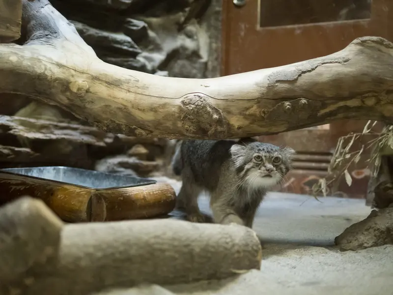 恩賜上野動物園のクリョンの写真
