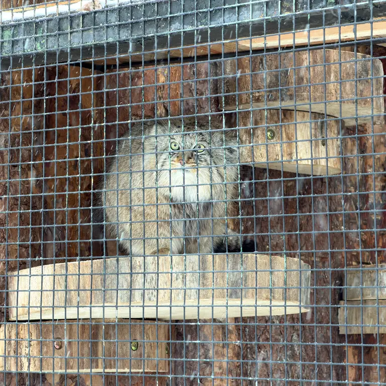 レニングラード動物園のシューの写真