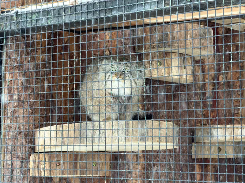 レニングラード動物園のシューの写真