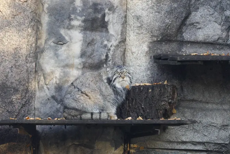 モスクワ動物園のティモフェイの写真