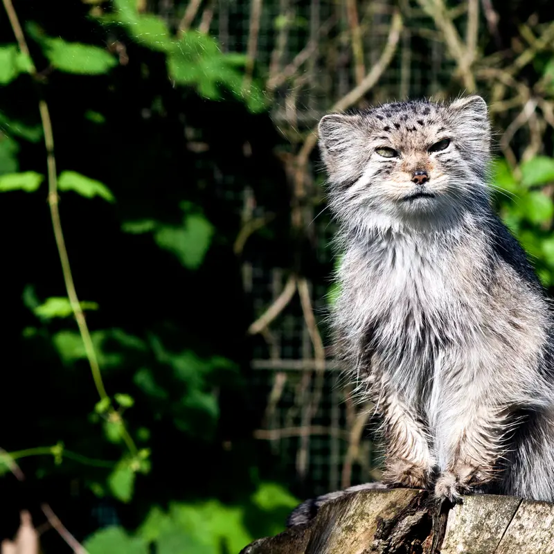 コルケアサーリ動物園のソリティアの写真