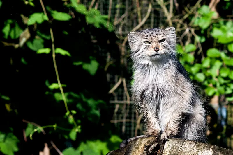 コルケアサーリ動物園のソリティアの写真