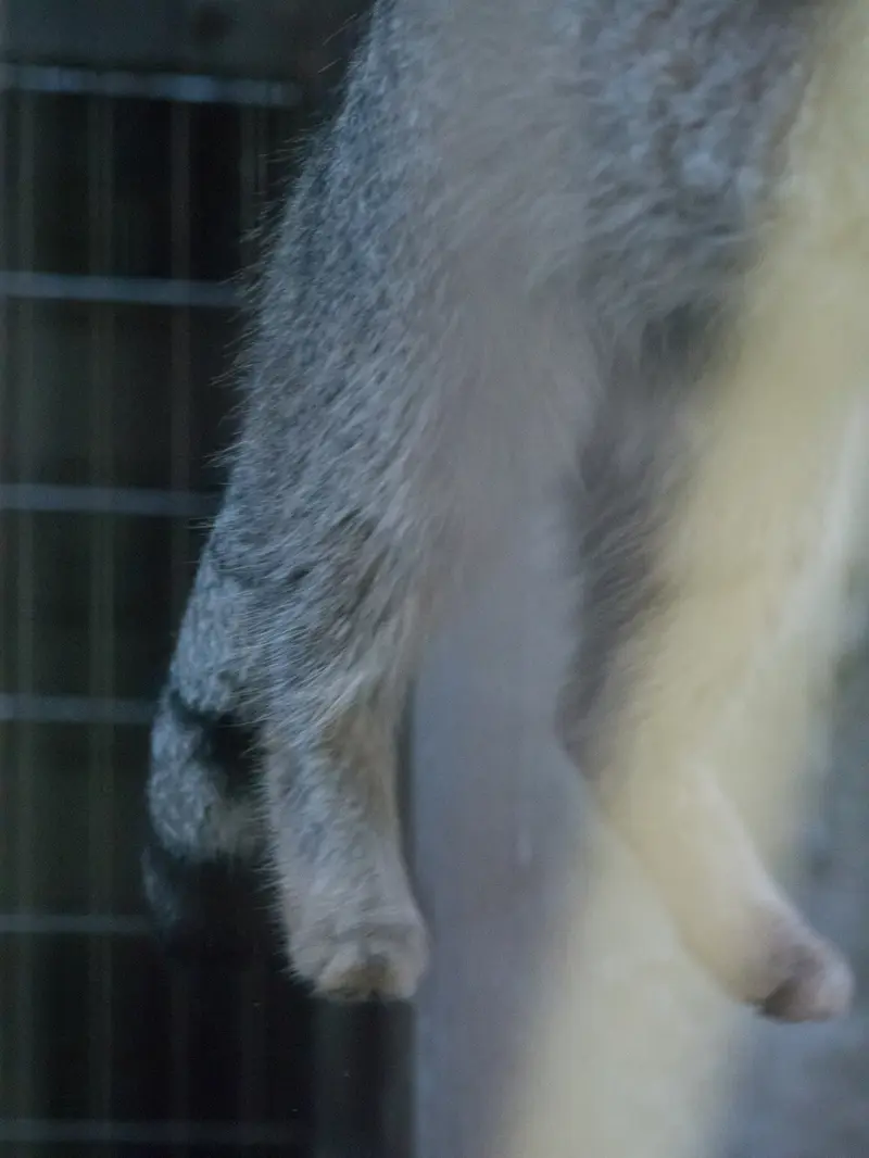 野毛山動物園のフィーガの写真