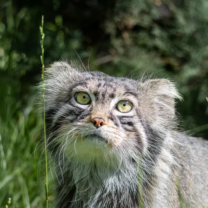 モスクワ動物園のティモフェイの写真