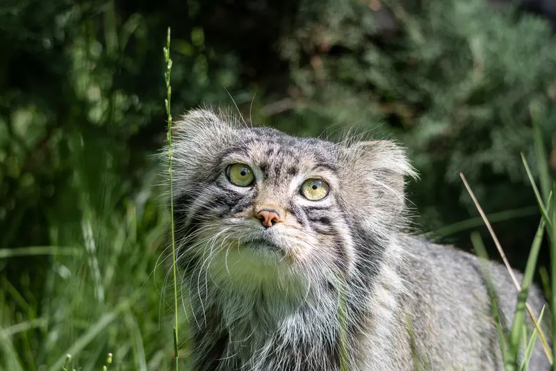 モスクワ動物園のティモフェイの写真