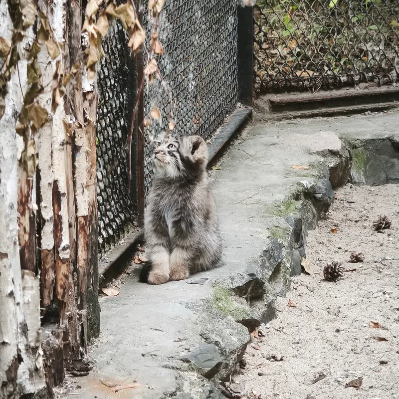 ノヴォシビルスク動物園のアデルの子ネコ b.2026 Ⅰの写真