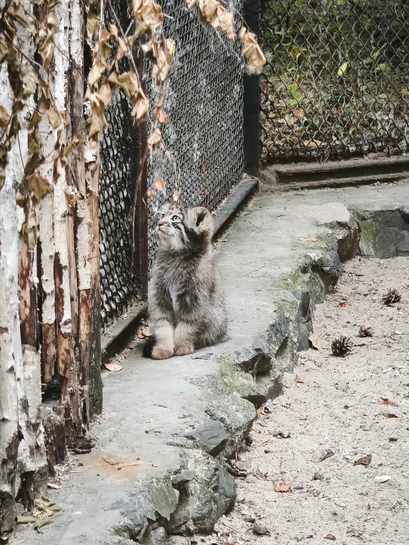 ノヴォシビルスク動物園のアデルの子ネコ b.2026 Ⅰの写真