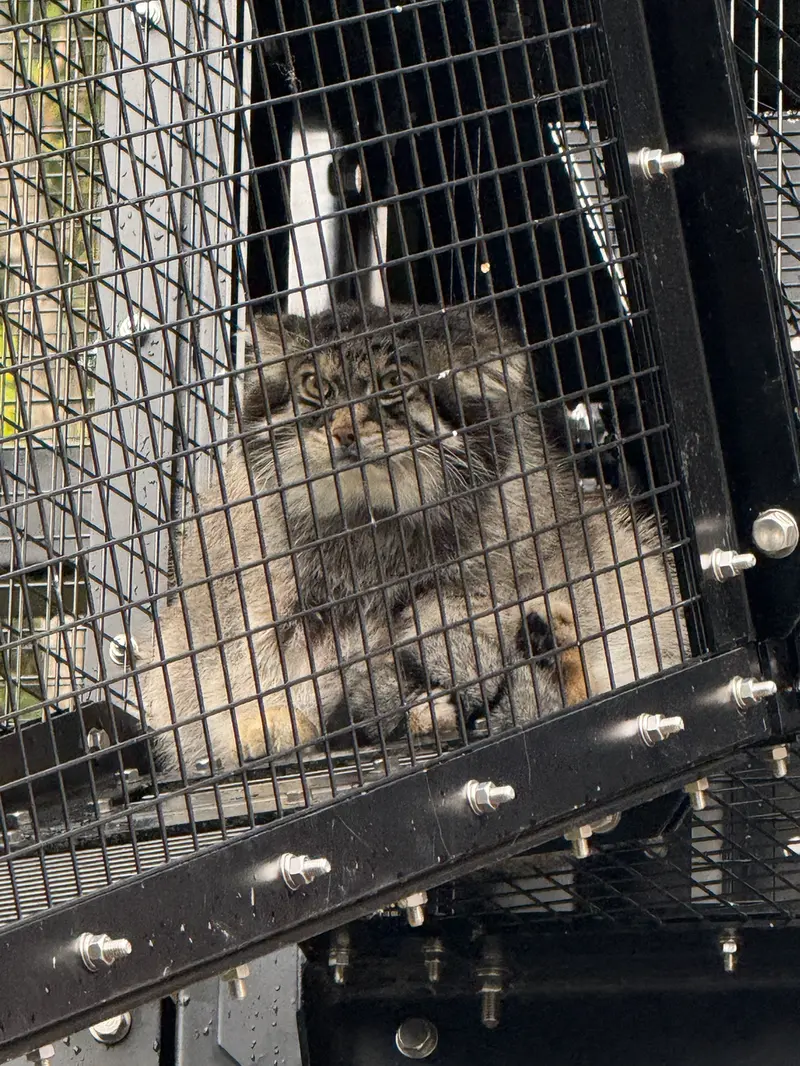 旭山動物園のグルーシャの写真