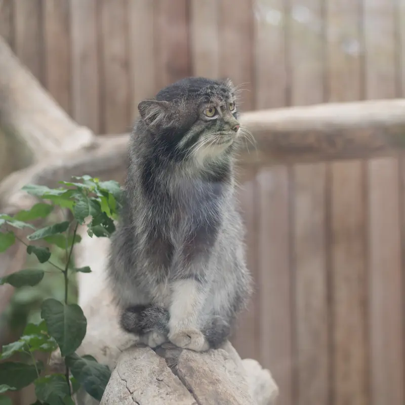 神戸どうぶつ王国のナルの写真