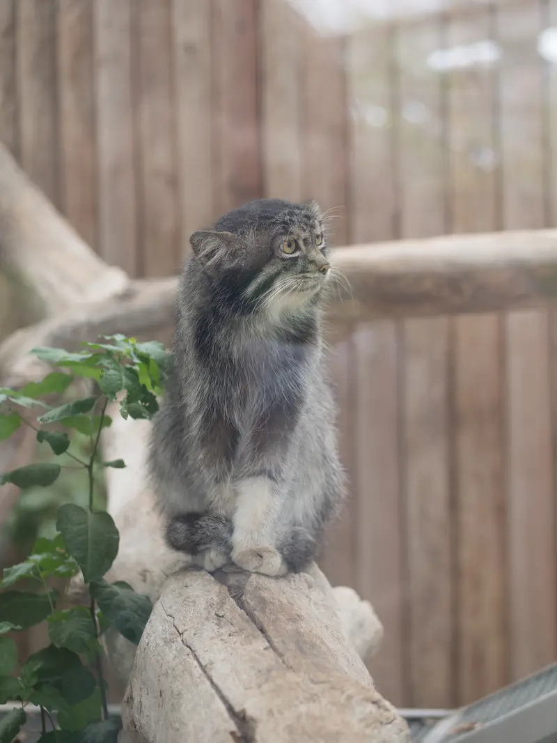 神戸どうぶつ王国のナルの写真