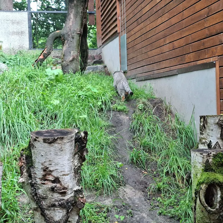グダニスク動物園のマヌエルの写真
