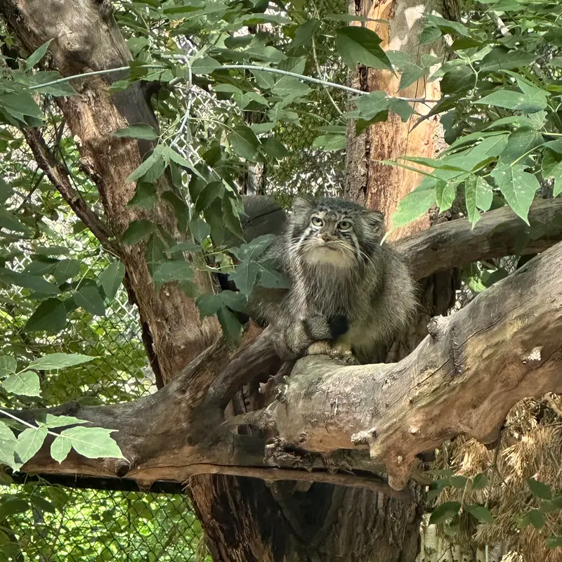 ノヴォシビルスク動物園のイヴの写真