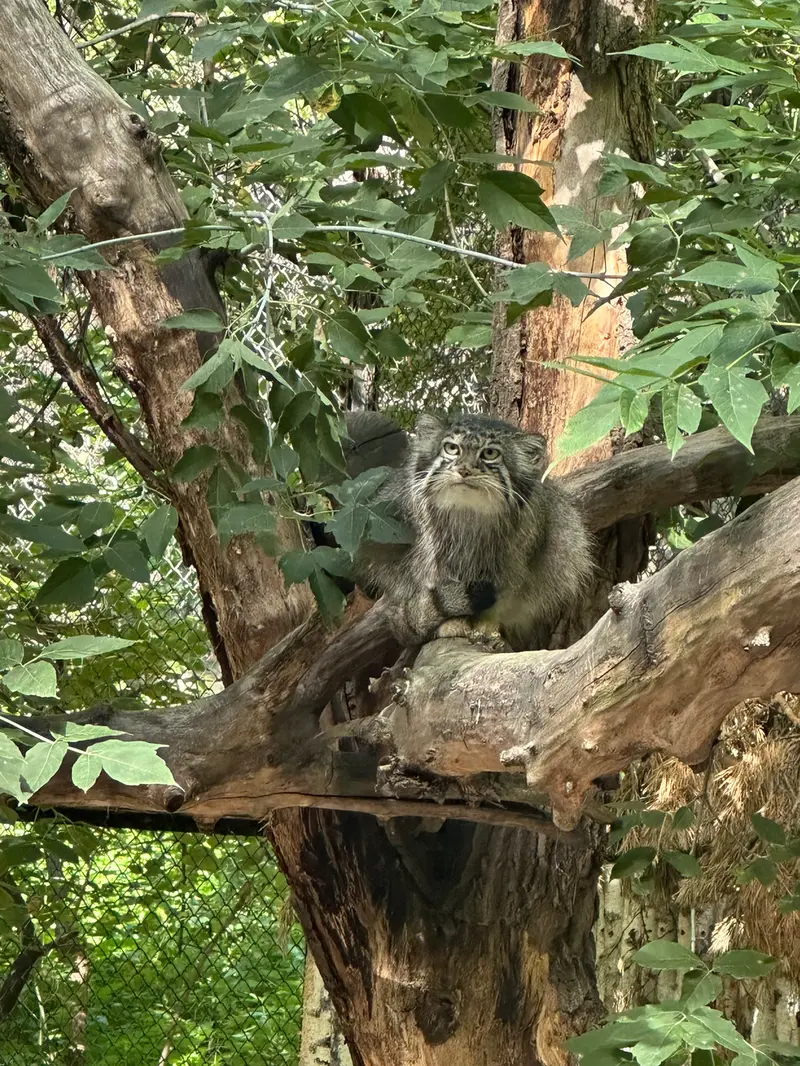 ノヴォシビルスク動物園のイヴの写真