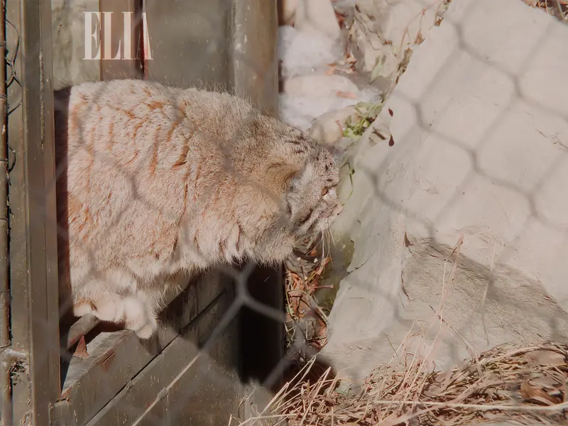 カルガリー動物園 / ワイルダー研究所のオラフの写真