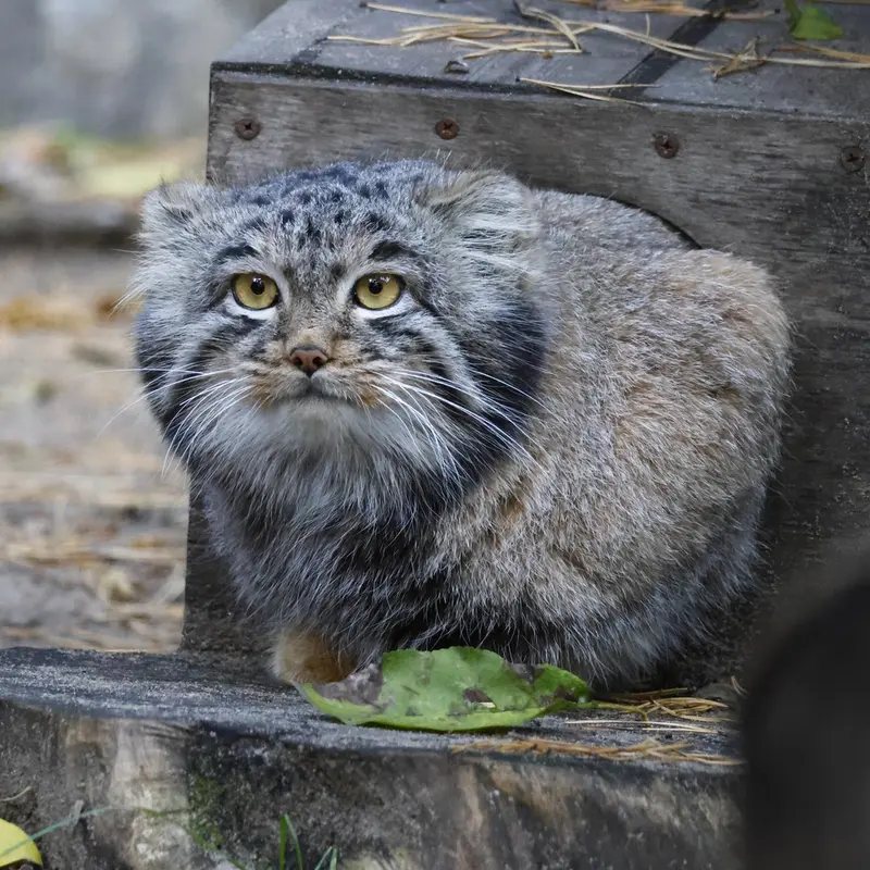 ノヴォシビルスク動物園のメンスの写真
