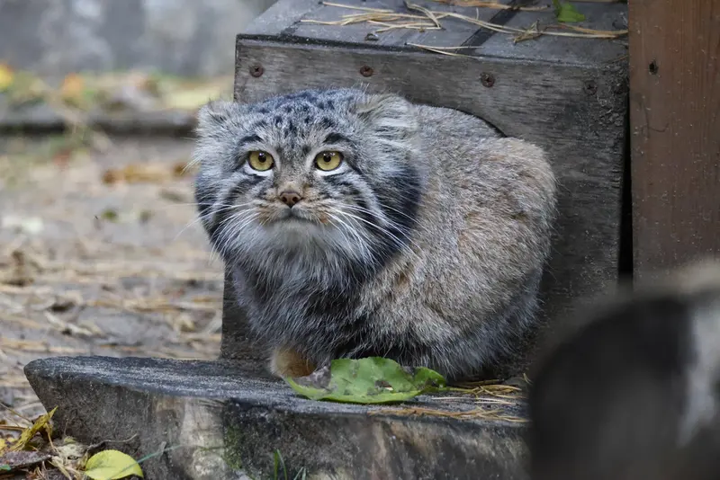ノヴォシビルスク動物園のメンスの写真