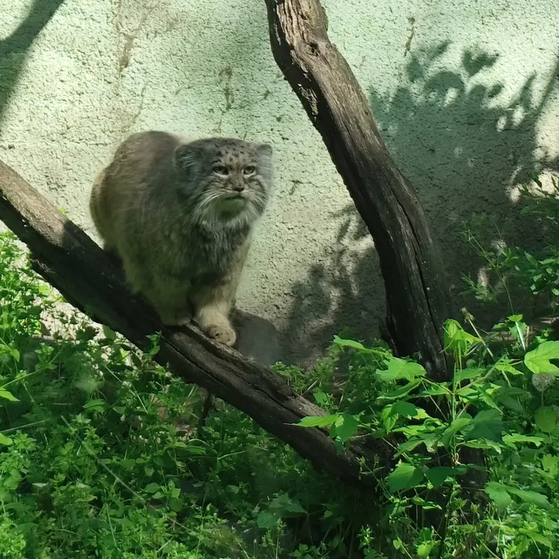 ブダペスト動物園＆植物園のボフスの写真