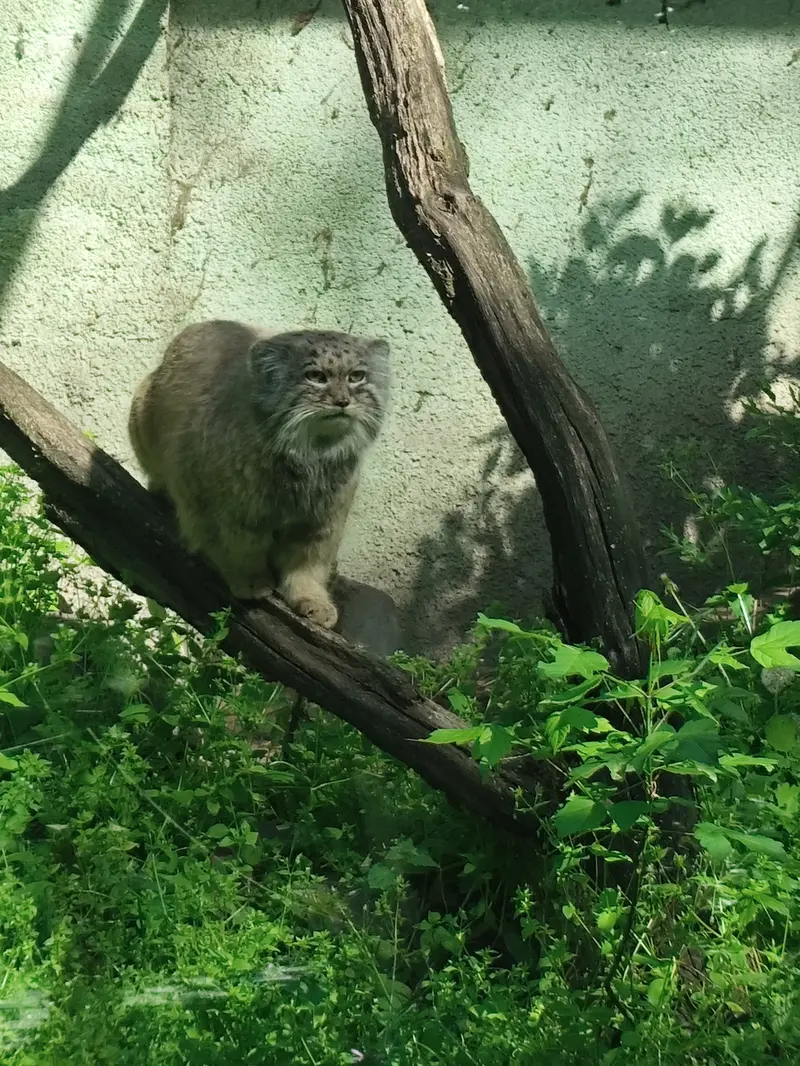 ブダペスト動物園・植物園のボフスの写真