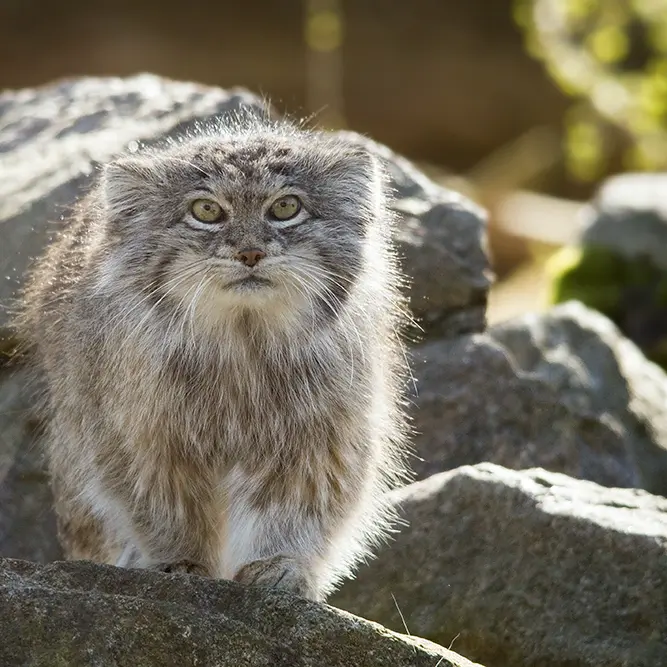 パルケン動物園のベニーの写真