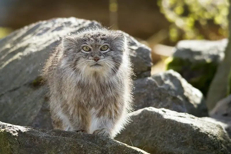 パルケン動物園のベニーの写真